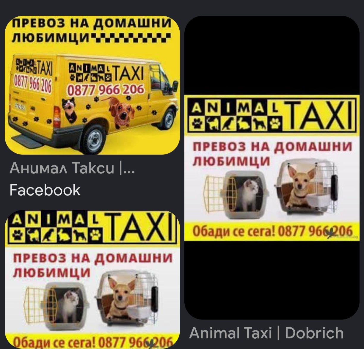 Animal Taxi
