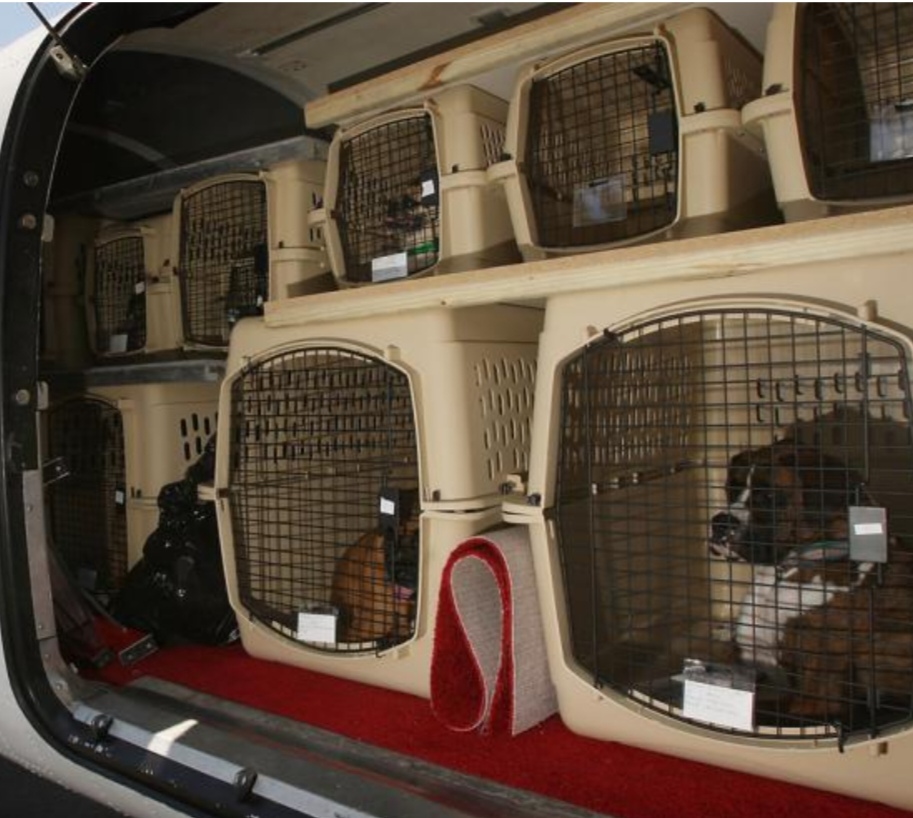 Animal Taxi